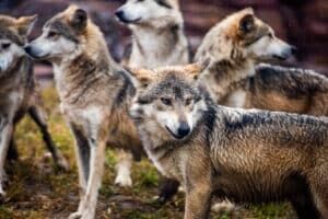 Leaked USDA Memo Reveals Banned Word List