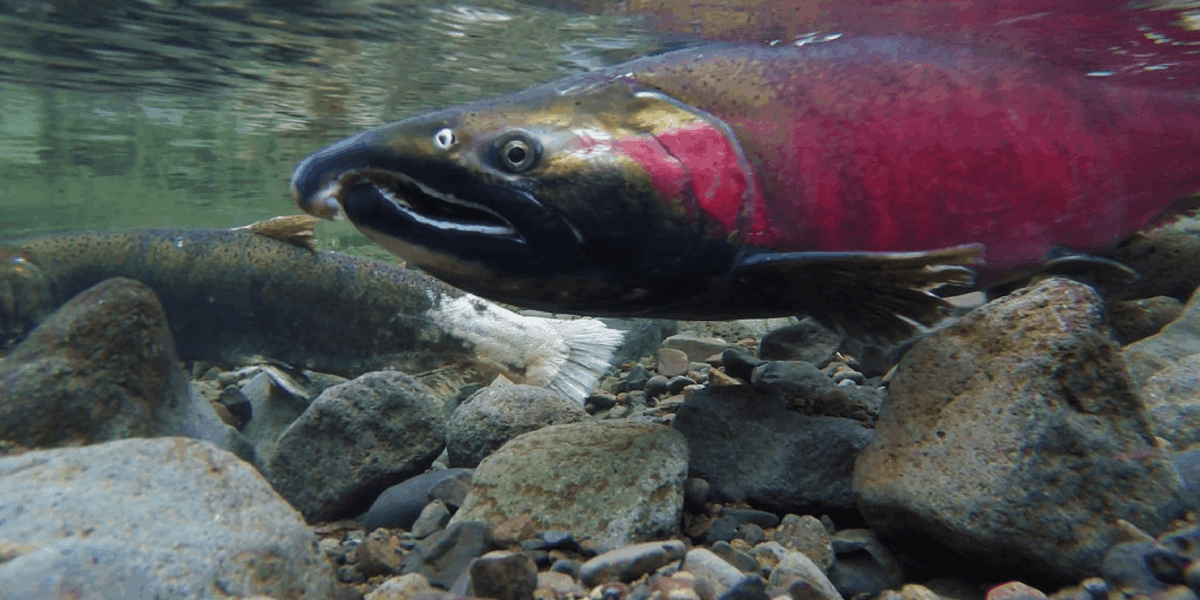 Coho salmon Blog Header BLM Oregon - Bucks County Beacon - When We Win: Stories From the Frontlines of Indigenous Ecological Resistance